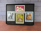 Baby Pets Framed