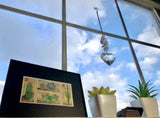 Cactus 1981 Framed #1942