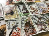 Wild Animal Keychains